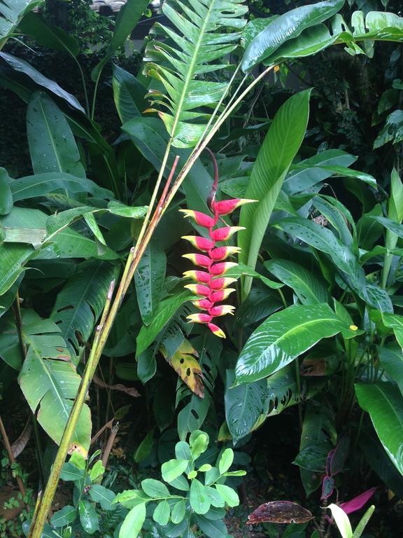 Florianópolis Janela De Marcia Bed And Breakfast מראה חיצוני תמונה